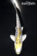 4" GINRIN KIN KIKOKURYU