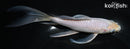 7.25" SORAGOI BUTTERFLY