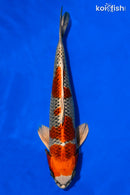 14.75" BENI GINGA