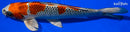 14.75" BENI GINGA