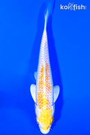 6.5" LEMON HARIWAKE