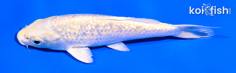 5" GINRIN YAMABUKI OGON