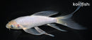 7.25" SORAGOI BUTTERFLY