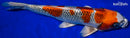 14.75" BENI GINGA