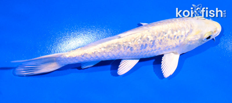 5" GINRIN YAMABUKI OGON