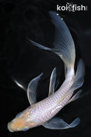 7.25" SORAGOI BUTTERFLY