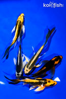 PACK OF (5) 5-6" BUTTERFLY KOI