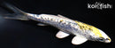 4" GINRIN KIN KIKOKURYU