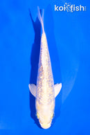 5" GINRIN YAMABUKI OGON