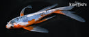7.25" SHUSUI BUTTERFLY