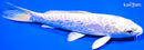6" DOITSU PLATINUM OGON