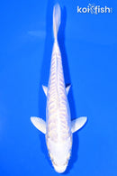 6" DOITSU PLATINUM OGON