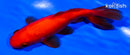 4.75" WAKIN GOLDFISH