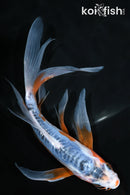 7.25" SHUSUI BUTTERFLY