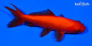 4.75" WAKIN GOLDFISH