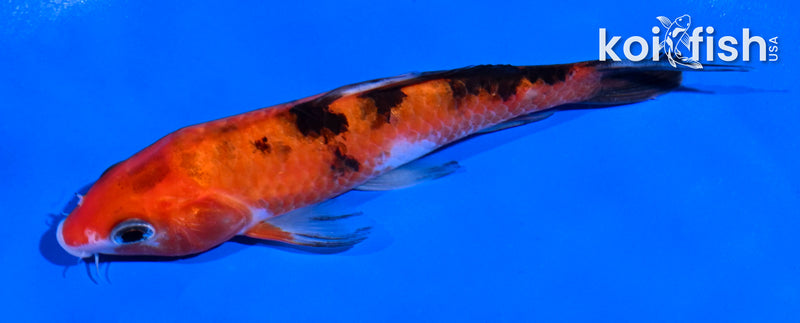 5" AKA SANKE