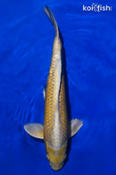 15" YAMABUKI OGON