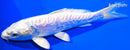 6" DOITSU PLATINUM OGON