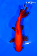 4.75" WAKIN GOLDFISH
