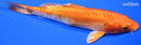 6.75" DOITSU ORENJI OGON