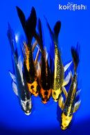 PACK OF (5) 5-6" BUTTERFLY KOI