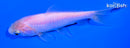 4.5" WAKIN GOLDFISH