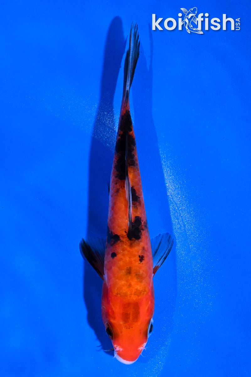 5" AKA SANKE