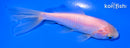 4.5" WAKIN GOLDFISH