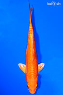 6.75" DOITSU ORENJI OGON