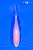 4.5" WAKIN GOLDFISH