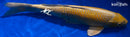 15" YAMABUKI OGON