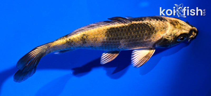 4.5" KIN KI UTSURI