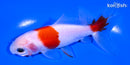4.25" WAKIN GOLDFISH
