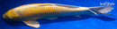 15" YAMABUKI OGON