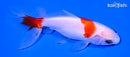 4.25" WAKIN GOLDFISH