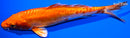 6.75" DOITSU ORENJI OGON