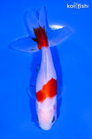 4.25" WAKIN GOLDFISH