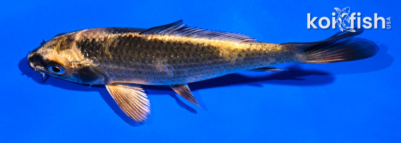 4.5" KIN KI UTSURI