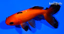 5.5" WAKIN GOLDFISH