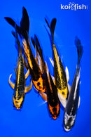 PACK OF (5) 5-6" BUTTERFLY KOI