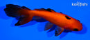 5.5" WAKIN GOLDFISH