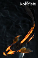 6.5" ORENJI MATSUBA BUTTERFLY