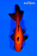 5.5" WAKIN GOLDFISH