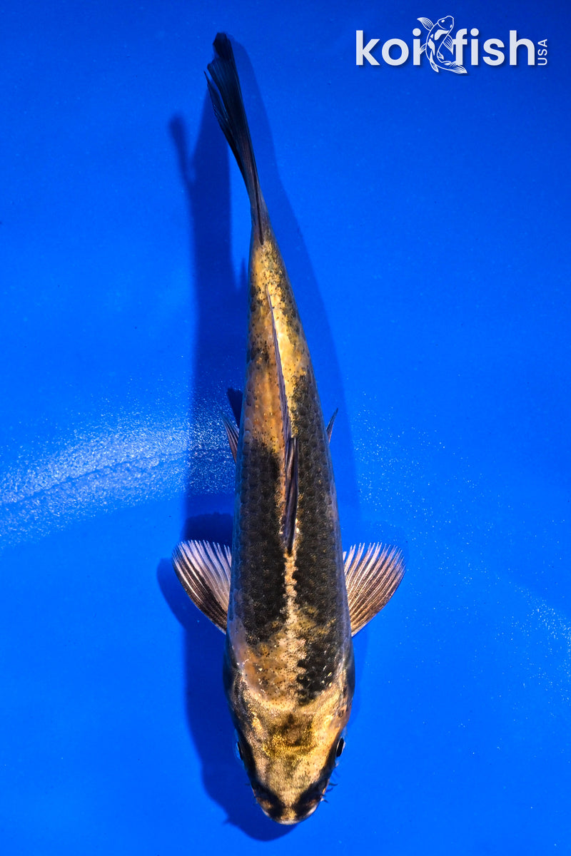 4.5" KIN KI UTSURI