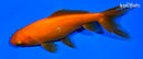 5.25" WAKIN GOLDFISH