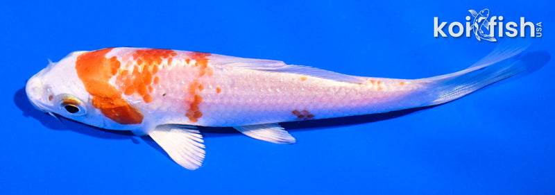 5" HARIWAKE