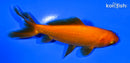 5.25" WAKIN GOLDFISH