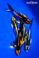 PACK OF (5) 5-6" BUTTERFLY KOI