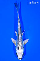 6.5" GINGA