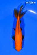 5.25" WAKIN GOLDFISH